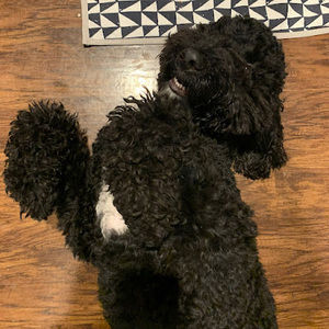 Meet your Posher, Suzy